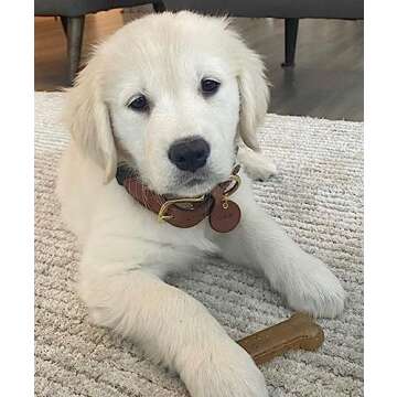 Nylabone New Puppy Starter Kit, 2 Chew for Puppies, Peanut Butter & Chicken Flavor, X-Small - Up to ...