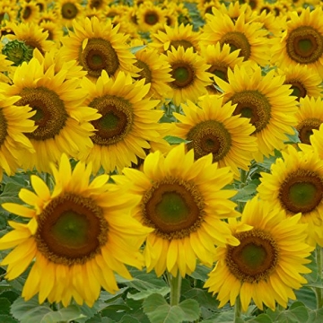 Babo Botanicals SPF 50 Stick Sunscreen - Organic, Natural & Safe