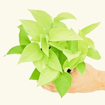 Rooted Neon Pothos, Epipremnum Aureum, Live, Live Indoor, Easy to Grow, Easy to Care, Outdoor and In...