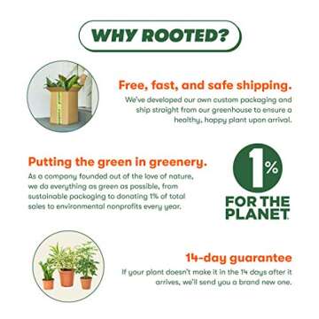 Rooted Neon Pothos, Epipremnum Aureum, Live, Live Indoor, Easy to Grow, Easy to Care, Outdoor and Indoor Garden and Low Maintenance Houseplant, 4 inch Pot