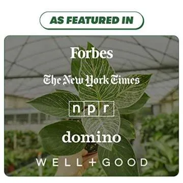 Rooted Neon Pothos, Epipremnum Aureum, Live, Live Indoor, Easy to Grow, Easy to Care, Outdoor and Indoor Garden and Low Maintenance Houseplant, 4 inch Pot