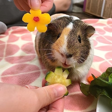 GuineaDad Premium Cotton Candy Fleece Cage Liner