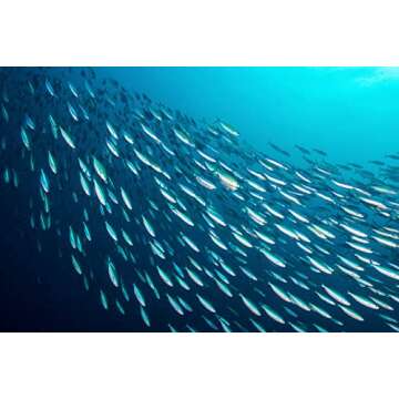 Season Sardines in Olive Oil - High Omega-3 Protein Snack