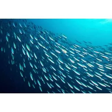 Season Sardines in Olive Oil - High Omega-3 Protein Snack