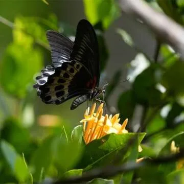 Sony Alpha 6700: 26MP Camera with 4K Video & AI Tracking