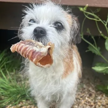 JACK'S PREMIUM Beef Trachea Natural Joint Support for Dogs