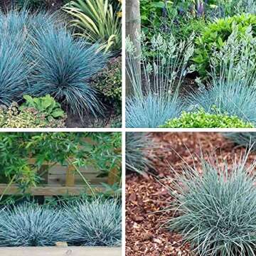 QAUZUY GARDEN 50 Seeds Blue Fescue Grass Seeds Ornamental Grass/Showy Blue-Green Ground & Lawn Cover...
