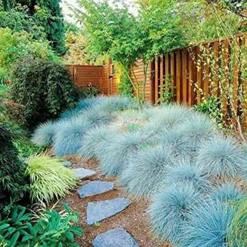 QAUZUY GARDEN 50 Seeds Blue Fescue Grass Seeds Ornamental Grass/Showy Blue-Green Ground & Lawn Cover/Perennial Festuca/Drought Tolerant/Easy Grow&Maintain