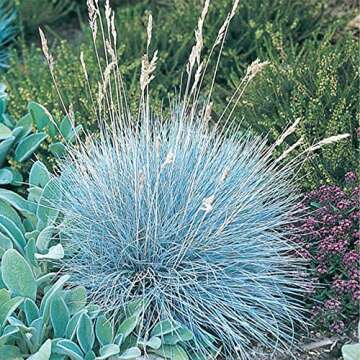 QAUZUY GARDEN 50 Seeds Blue Fescue Grass Seeds Ornamental Grass/Showy Blue-Green Ground & Lawn Cover/Perennial Festuca/Drought Tolerant/Easy Grow&Maintain