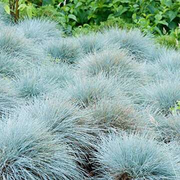 QAUZUY GARDEN 50 Seeds Blue Fescue Grass Seeds Ornamental Grass/Showy Blue-Green Ground & Lawn Cover/Perennial Festuca/Drought Tolerant/Easy Grow&Maintain