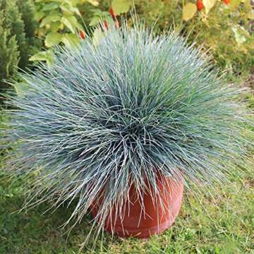 QAUZUY GARDEN 50 Seeds Blue Fescue Grass Seeds Ornamental Grass/Showy Blue-Green Ground & Lawn Cover/Perennial Festuca/Drought Tolerant/Easy Grow&Maintain