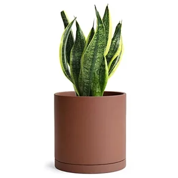 D'vine Dev Rust Terracotta Pots for Plants - Ideal for Plant Lovers.