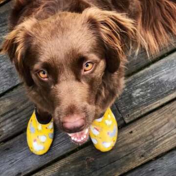 Women's Sloggers Waterproof Garden Shoe - Comfort & Style