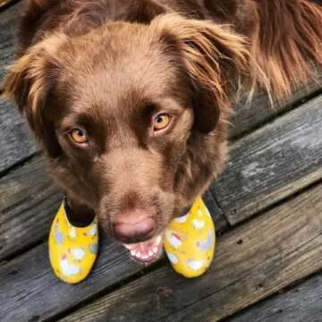 Women's Sloggers Waterproof Garden Shoe - Comfort & Style