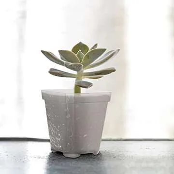 JOIKIT 120 Pack 3 Inch Clear Square Nursery Pot, Plastic Square Plant Pot with Drainage Hole, Transplant Seedling Nursery Planter for Indoor, Outdoor, Garden, Office, Balcony