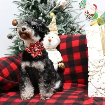 Stylish Christmas Dog Collar with Flower for All Pets