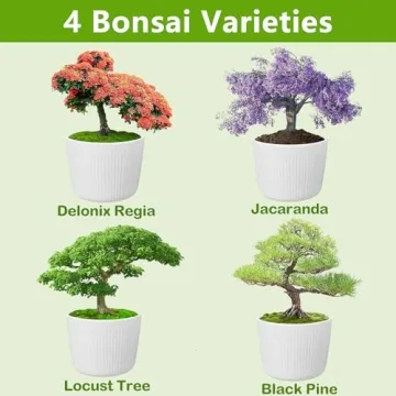 Bonsai Tree Kit - Start Growing Miniature Trees Today