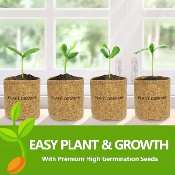 Bonsai Tree Kit - Start Growing Miniature Trees Today