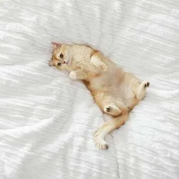 UGG Kenzie Comforter Set - Plush Faux Fur Bedding for Luxury