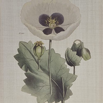 Martha Stewart Herbal Botany Wall Art for Home