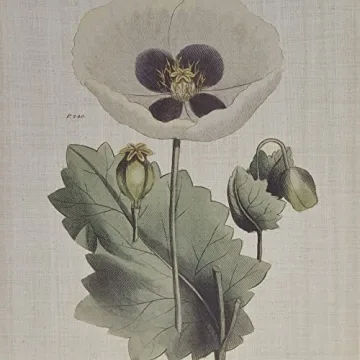 Martha Stewart Herbal Botany Wall Art for Home