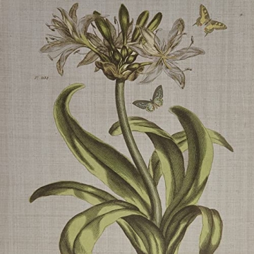 Martha Stewart Herbal Botany Wall Art for Home