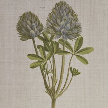 Martha Stewart Herbal Botany Wall Art for Home
