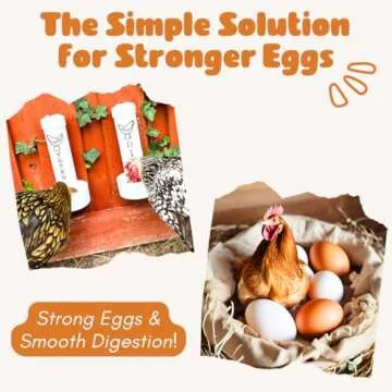 Durable Chicken Oyster Shell Feeder Combo for Healthy Hens