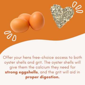 Durable Chicken Oyster Shell Feeder Combo for Healthy Hens