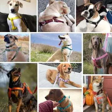 Blueberry Pet Essentials Matching Large Dog Harness | Adjustable Classic Solid Nylon Color No Pull Harness for Dogs | Easy Walk Dog Harness for Large Dogs & Step in Dog Harness | Emerald Dog Harness