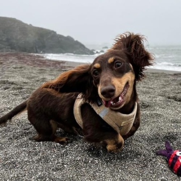 Voyager Step-In Plush Dog Harness for Small and Medium Dogs