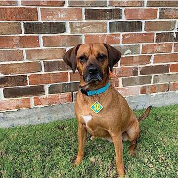 Dog Halloween Costumes and 2 Pack SD Collar Tags