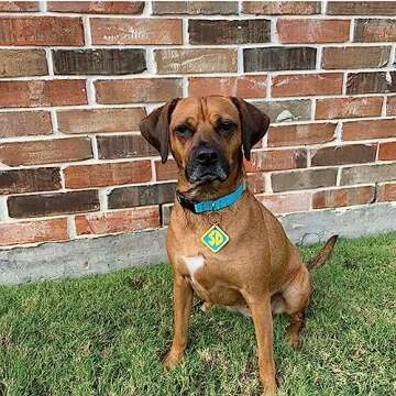 Dog Halloween Costumes and 2 Pack SD Collar Tags