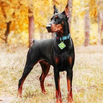 Dog Halloween Costumes and 2 Pack SD Collar Tags