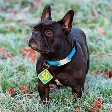 Dog Halloween Costumes and 2 Pack SD Collar Tags