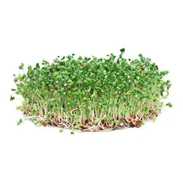 Todd’s Seeds Calabrese Broccoli Sprouting Seeds - Non-GMO