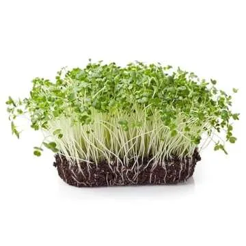 Todd’s Seeds Calabrese Broccoli Sprouting Seeds - Non-GMO