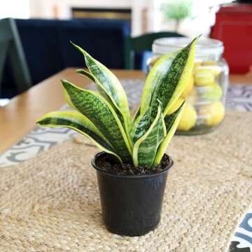 Altman Plants, Live Snake Plant, Sansevieria trifasciata Superba, Fully Rooted Indoor House Plant in...