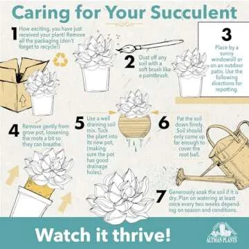 Altman Plants, Live Snake Plant, Sansevieria trifasciata Superba, Fully Rooted Indoor House Plant in Pot, Mother in Law Tongue Sansevieria Plant, Potted Succulent Plant, Houseplant in Potting Soil