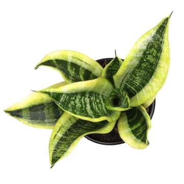 Altman Plants, Live Snake Plant, Sansevieria trifasciata Superba, Fully Rooted Indoor House Plant in Pot, Mother in Law Tongue Sansevieria Plant, Potted Succulent Plant, Houseplant in Potting Soil