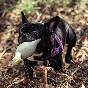 Chetitay Squeaky Dog Toy Dinosaur for Interactive Play