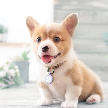 Pawaii QR Code Pet ID Tag for Enhanced Pet Safety