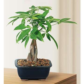 Brussel's Bonsai Live Money Tree Plant - 4 Years, 10 to 14 Inches Tall - Indoor Bonsai Tree Live in ...