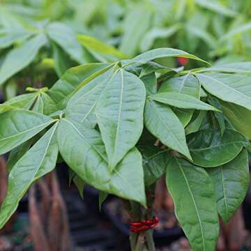 Brussel's Bonsai Live Money Tree Plant - 4 Years, 10 to 14 Inches Tall - Indoor Bonsai Tree Live in Ceramic Bonsai Pot