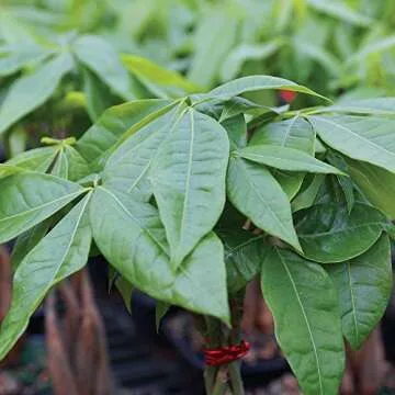 Brussel's Bonsai Live Money Tree Plant - 4 Years, 10 to 14 Inches Tall - Indoor Bonsai Tree Live in Ceramic Bonsai Pot