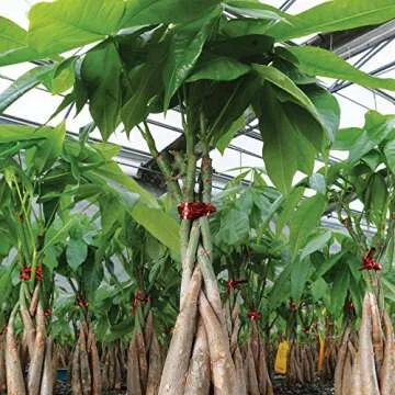 Brussel's Bonsai Live Money Tree Plant - 4 Years, 10 to 14 Inches Tall - Indoor Bonsai Tree Live in Ceramic Bonsai Pot