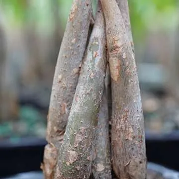 Brussel's Bonsai Live Money Tree Plant - 4 Years, 10 to 14 Inches Tall - Indoor Bonsai Tree Live in Ceramic Bonsai Pot