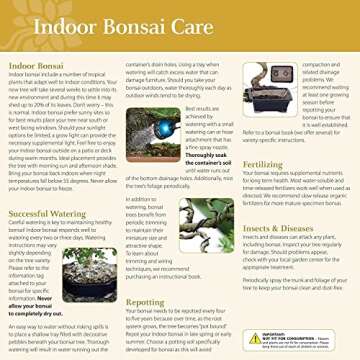 Brussel's Bonsai Live Money Tree Plant - 4 Years, 10 to 14 Inches Tall - Indoor Bonsai Tree Live in Ceramic Bonsai Pot