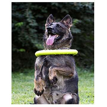 Nollary Large Dog Toys Ring Water Floating, Outdoor Fitness Flying Discs, Tug of War Interactive Training Ring for Medium and Big Dogs, 12 inch