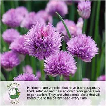 Seed Needs Italian Herb Seed Packet Collection - Grow Fresh Herbs